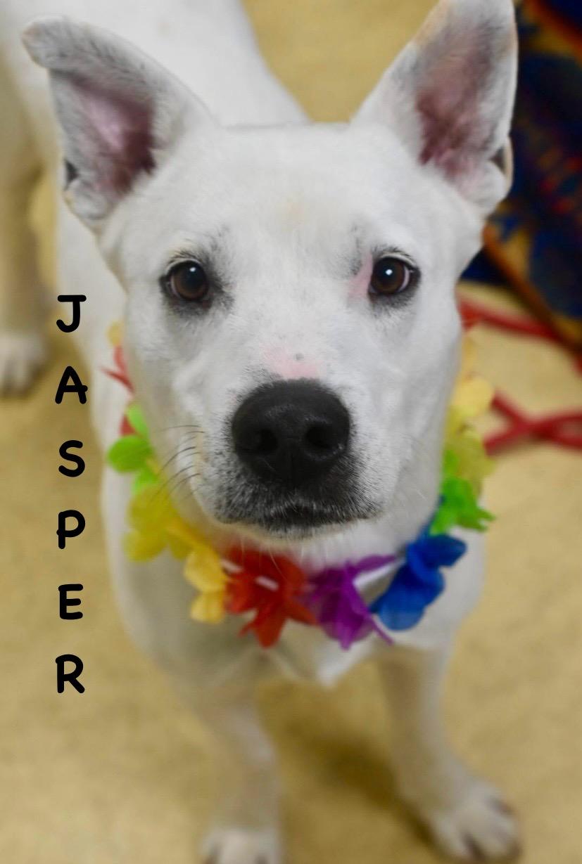 Enlarge JASPER, an adopted mixed breed in Bowling Green, OH image 6/6