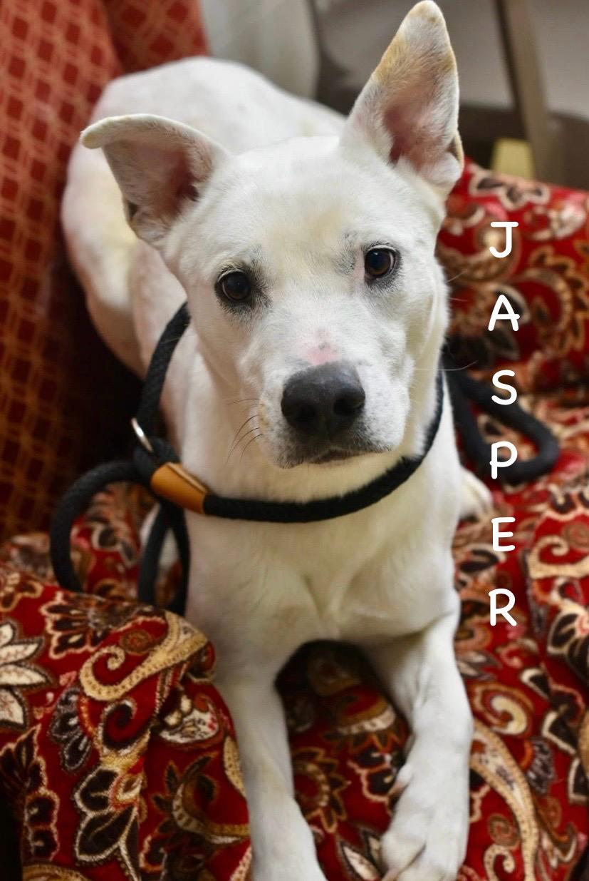 Enlarge JASPER, a ADOPTABLE mixed breed in Bowling Green, OH image 5/6