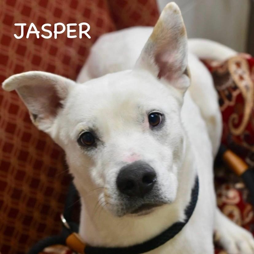 JASPER, ADOPTABLE, Adult Male White German Shepherd.