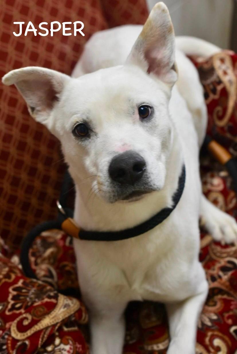 Enlarge JASPER, a ADOPTABLE mixed breed in Bowling Green, OH image 6/6