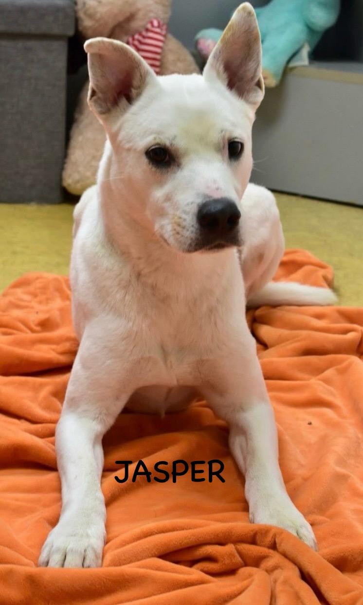 Enlarge JASPER, a ADOPTABLE mixed breed in Bowling Green, OH image 2/6