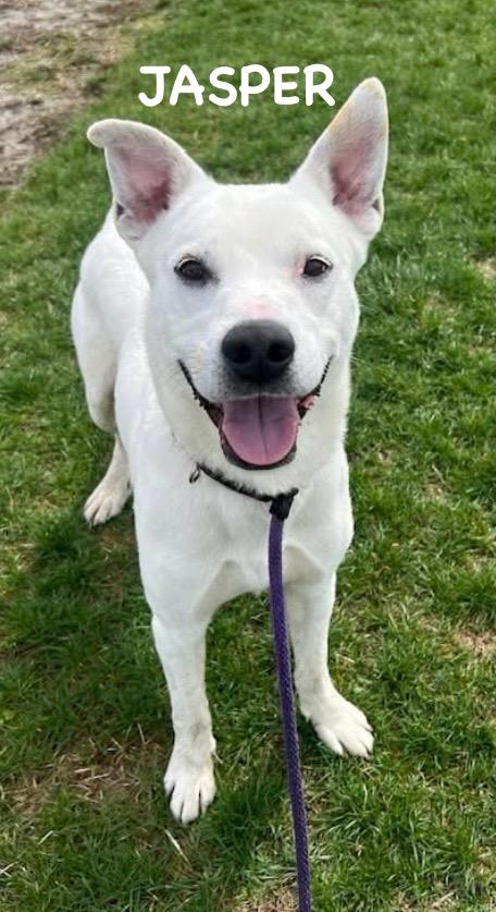 Enlarge JASPER, an adopted mixed breed in Bowling Green, OH image 5/6