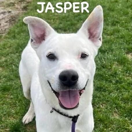 JASPER, adopted, Adult Male White German Shepherd.