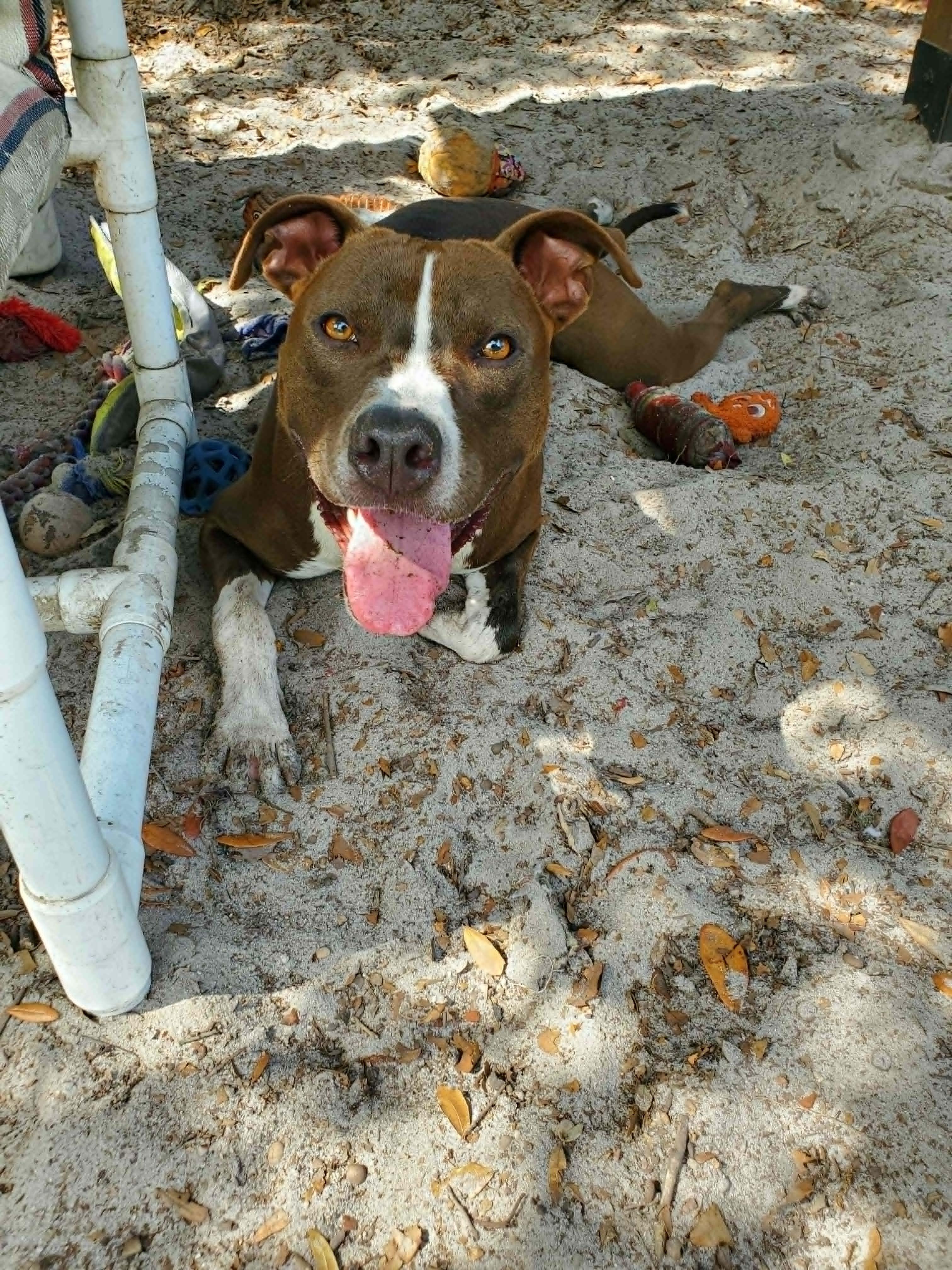 Blaze *Trained & SPONSORED*, a ADOPTABLE mixed breed in Umatilla, FL image 4/6