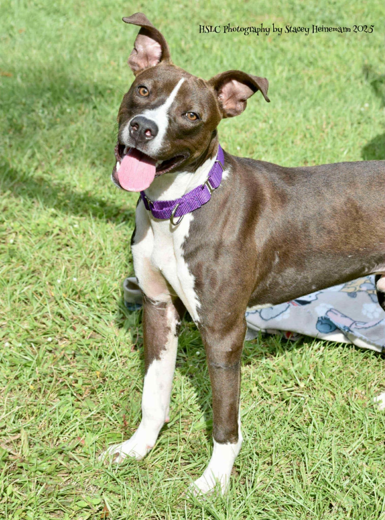 Blaze *Trained*, a ADOPTABLE Mixed Breed in Umatilla, FL image 4/4