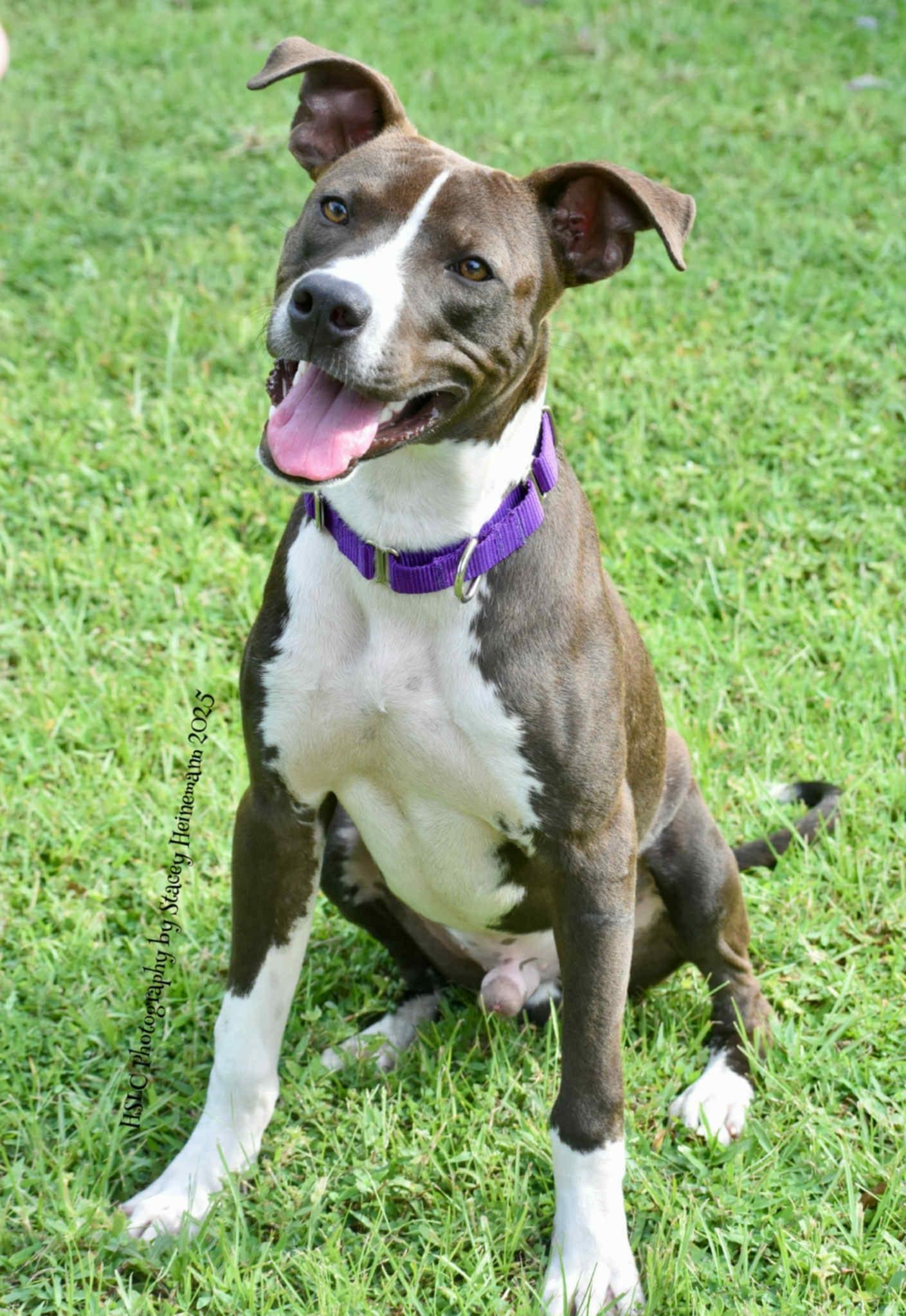 Blaze *Trained*, a ADOPTABLE Mixed Breed in Umatilla, FL image 2/4