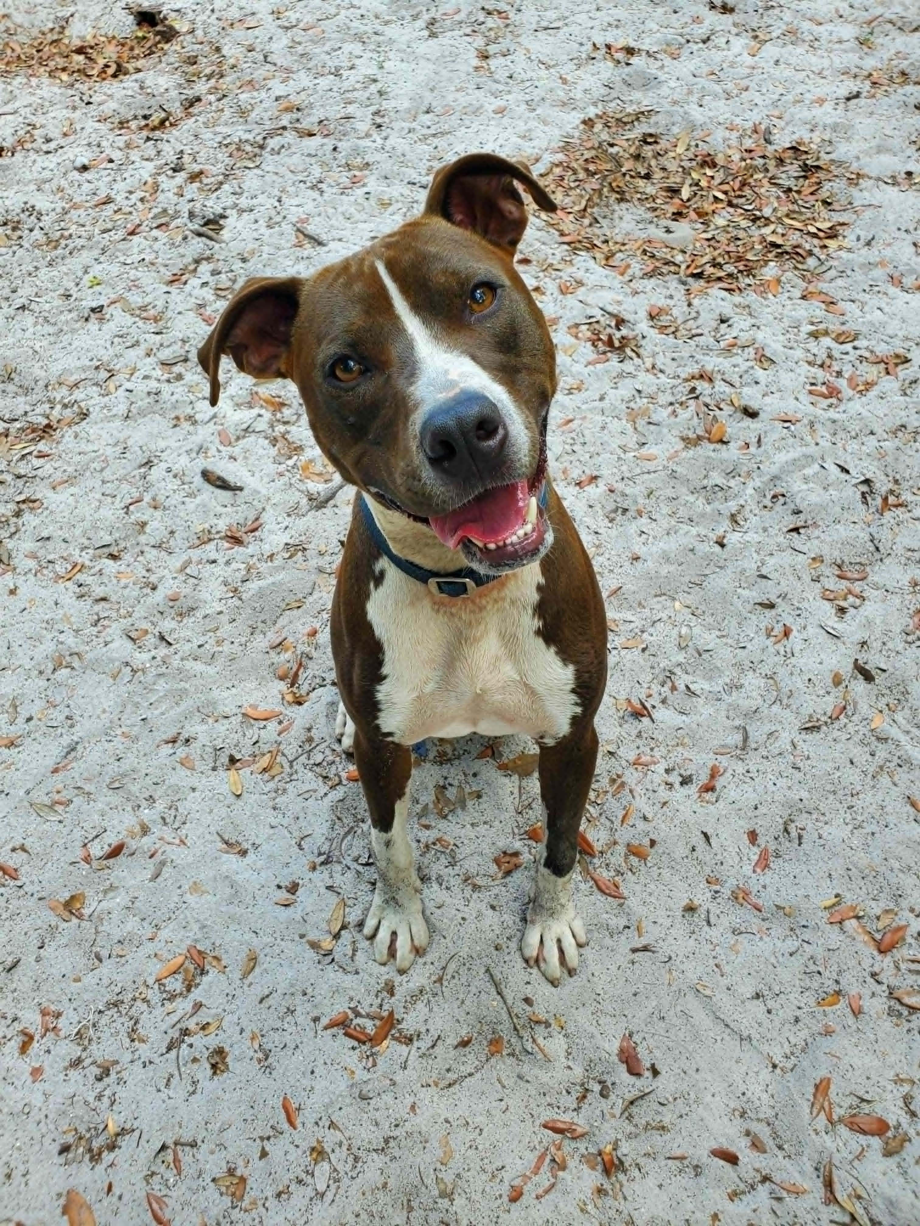 Blaze *Trained & SPONSORED*, a ADOPTABLE mixed breed in Umatilla, FL image 3/6