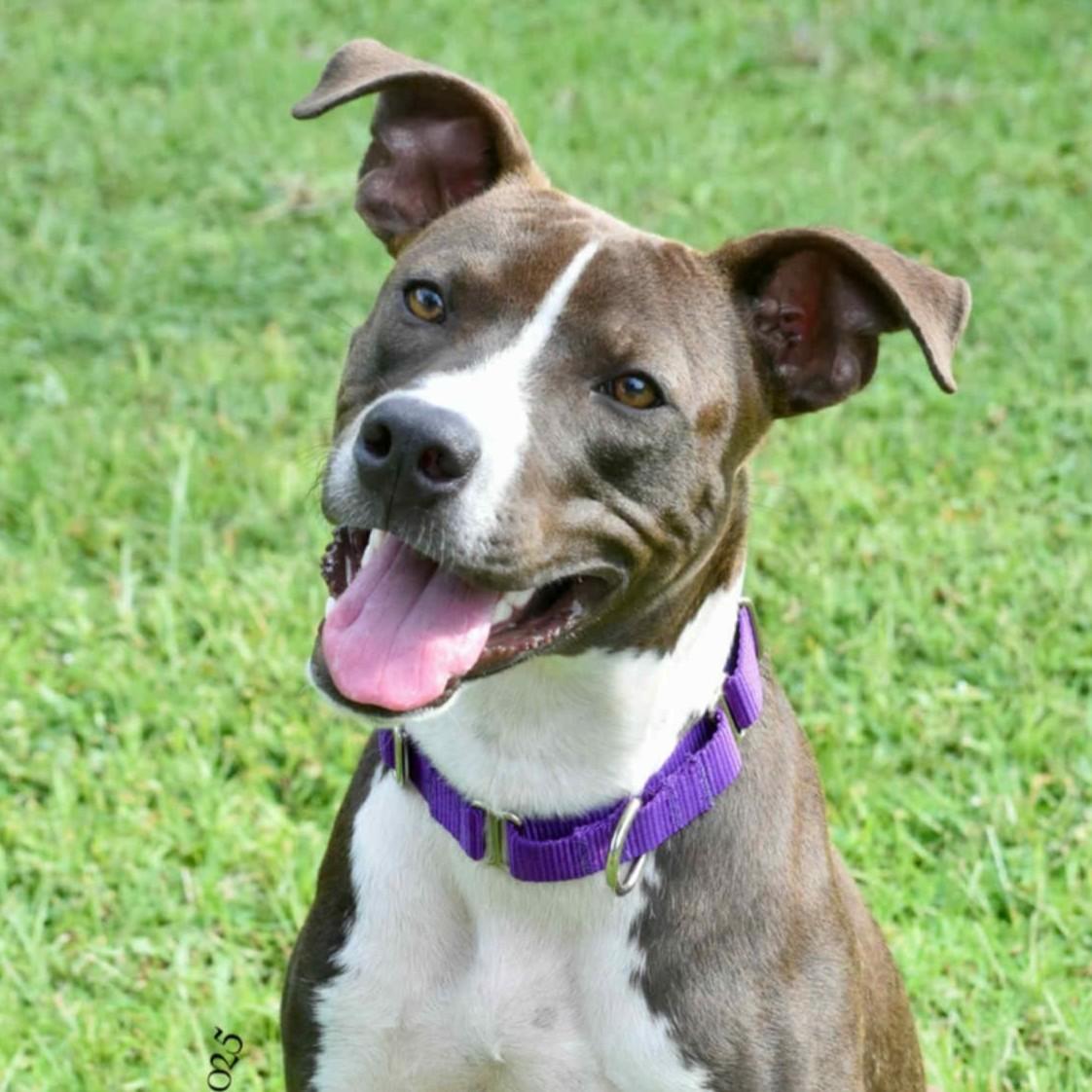Enlarge Blaze *Trained*, a ADOPTABLE Mixed Breed in Umatilla, FL image 1/5