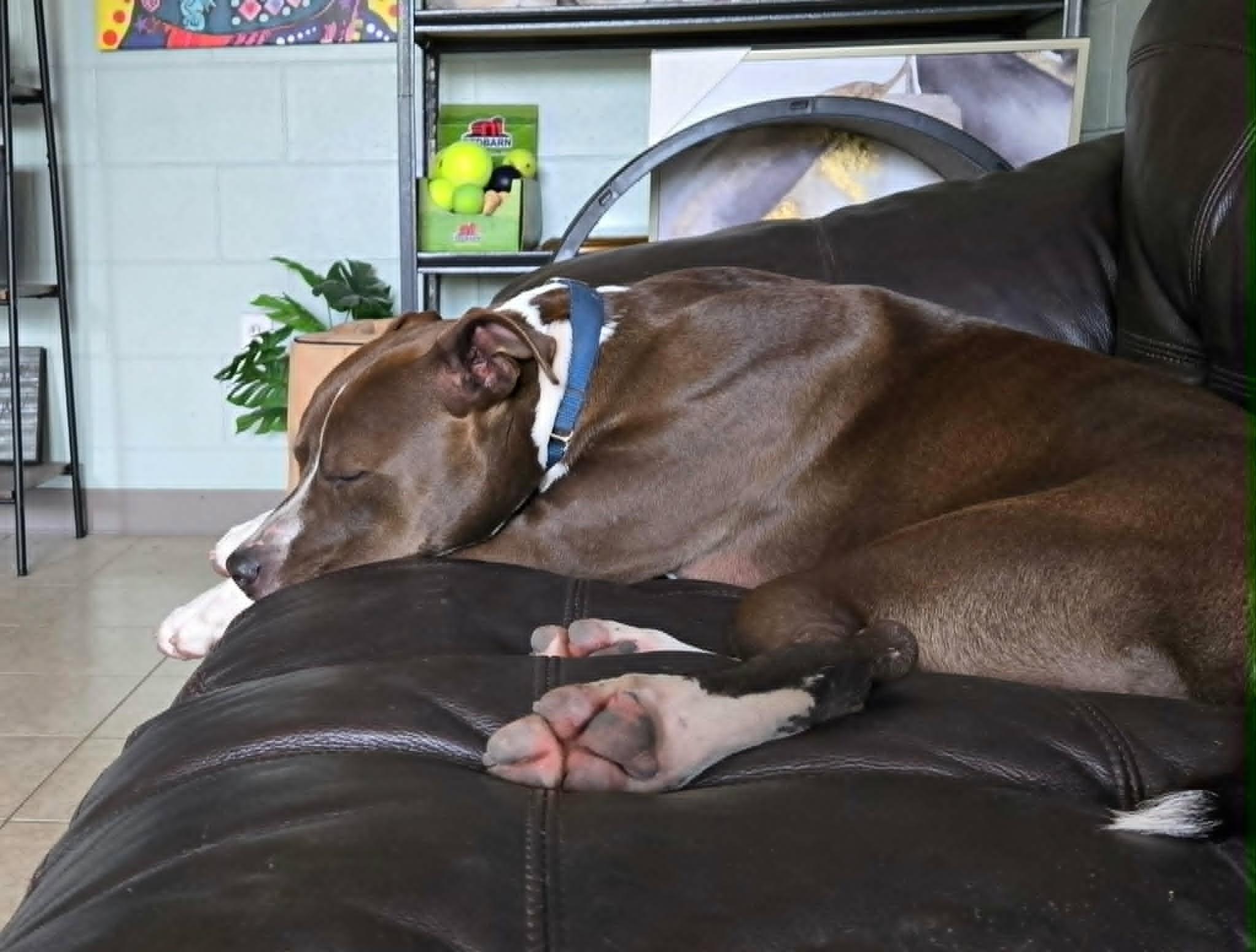 Blaze *Trained & SPONSORED*, a ADOPTABLE mixed breed in Umatilla, FL image 6/6