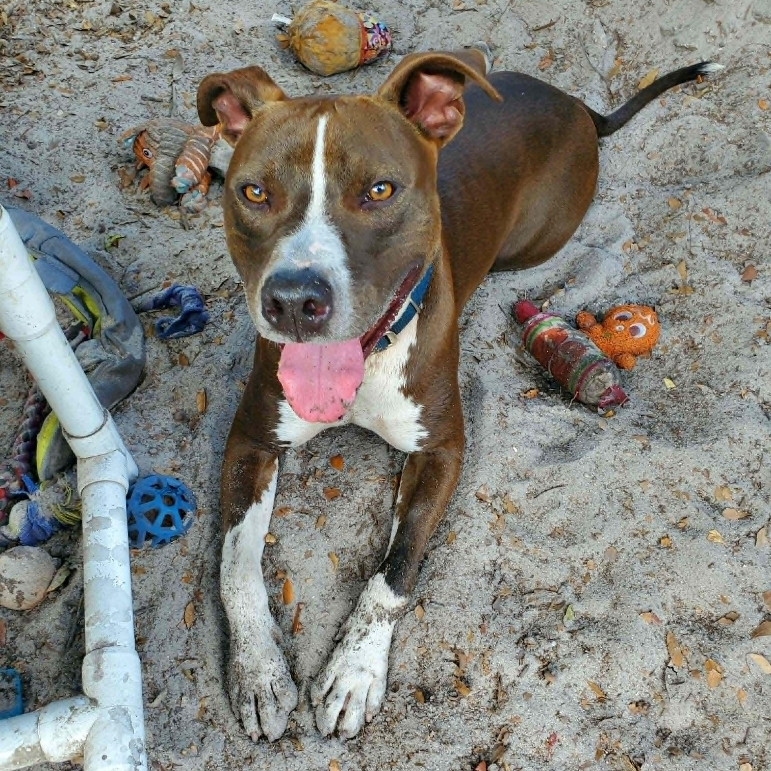 Blaze *Trained & SPONSORED*, a ADOPTABLE mixed breed in Umatilla, FL image 1/6