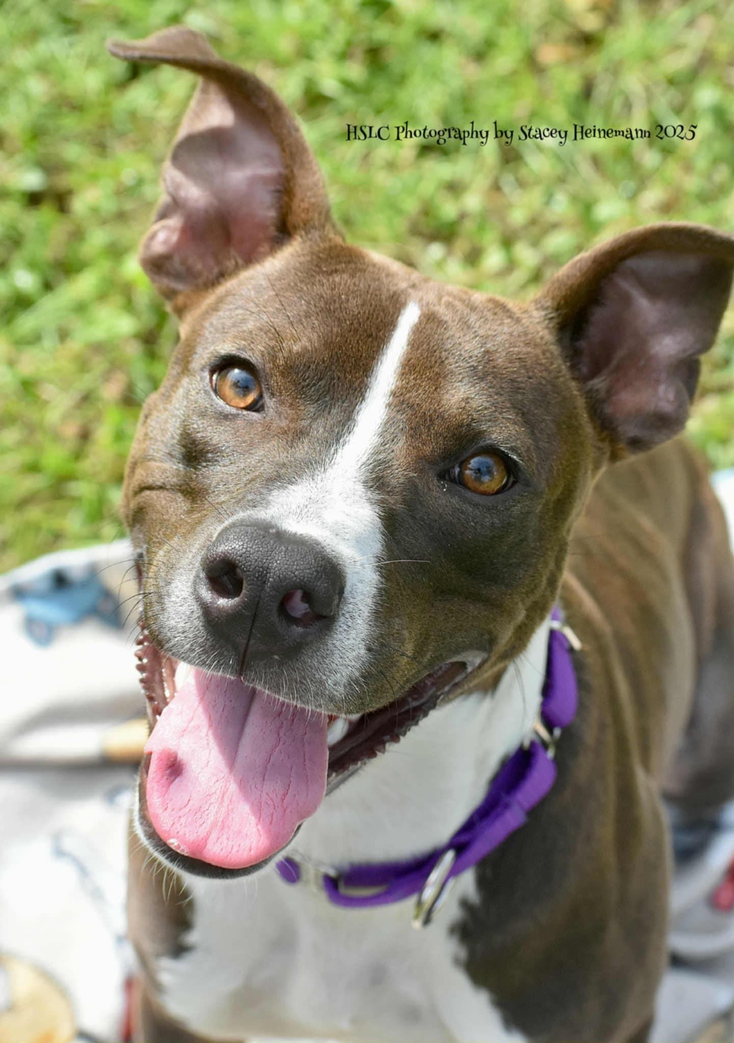 Blaze *Trained*, ADOPTABLE, Adult Male Mixed Breed.
