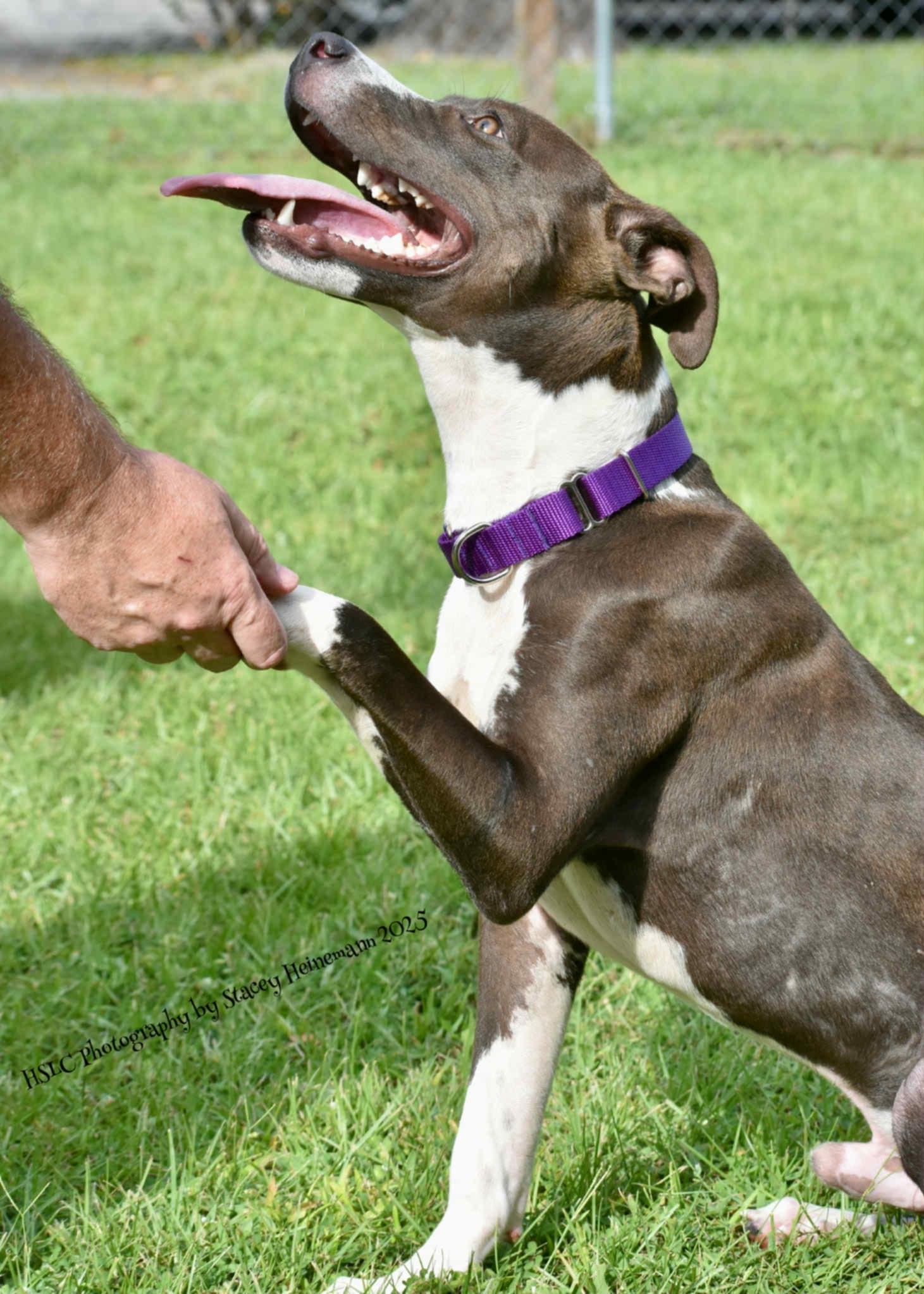 Blaze *Trained*, a ADOPTABLE Mixed Breed in Umatilla, FL image 3/4