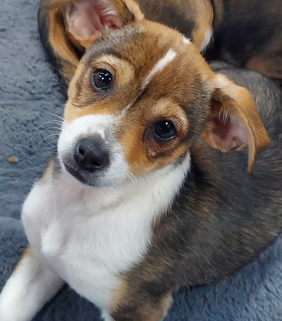 Pebbles, Adopted, Puppy Female Wirehaired Terrier.
