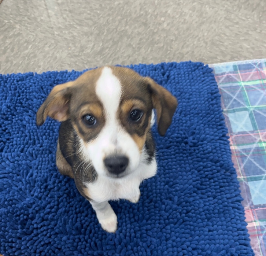 Enlarge Pebbles, a Adopted mixed breed in Columbia, SC image 2/2