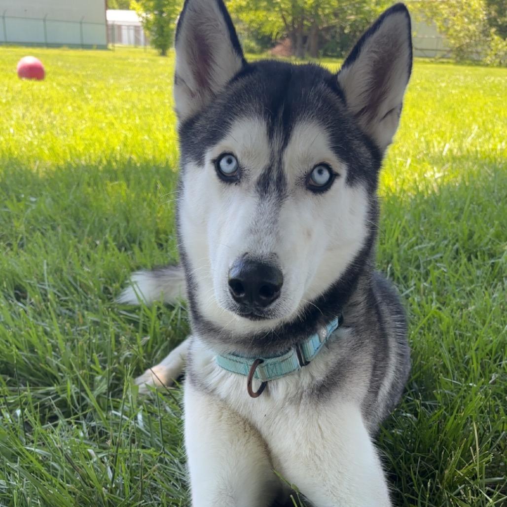 Enlarge River, a Adoptable Husky in Columbia, MO image 1/6