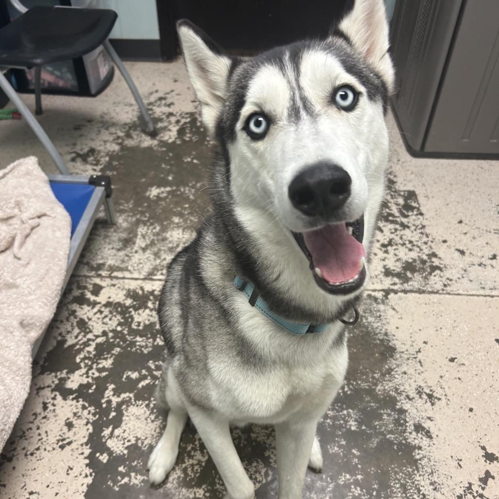 Enlarge River, a Adoptable Husky in Columbia, MO image 2/6