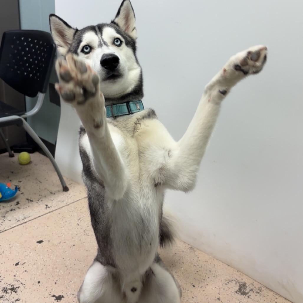 Enlarge River, a Adoptable Husky in Columbia, MO image 3/6