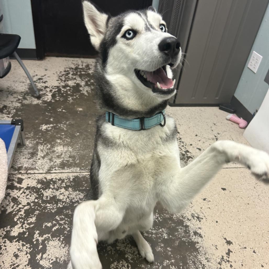 Enlarge River, a Adoptable Husky in Columbia, MO image 4/6