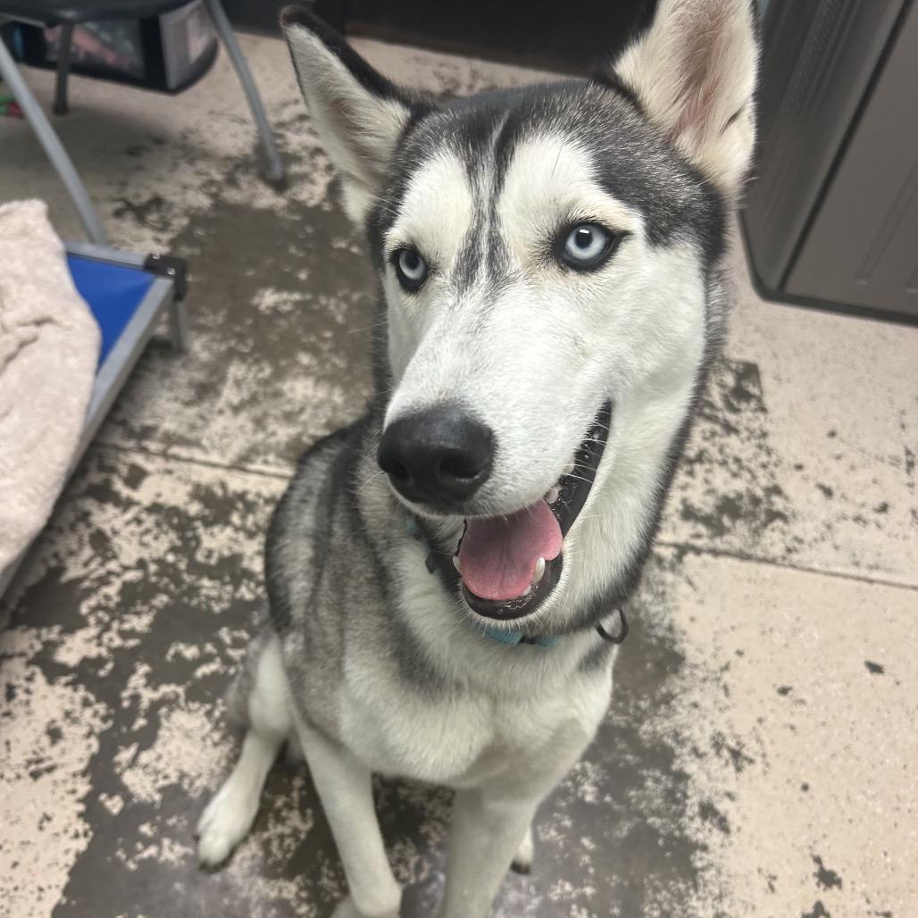 Enlarge River, a Adoptable Husky in Columbia, MO image 5/6
