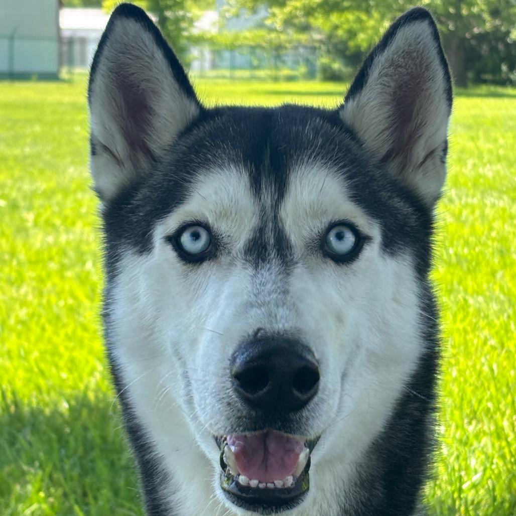 Enlarge River, a Adoptable Husky in Columbia, MO image 6/6
