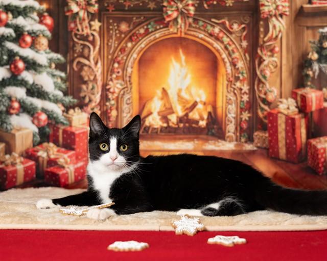 Enlarge CRUELLA, a Adoptable Domestic Short Hair in Ames, IA image 1/1