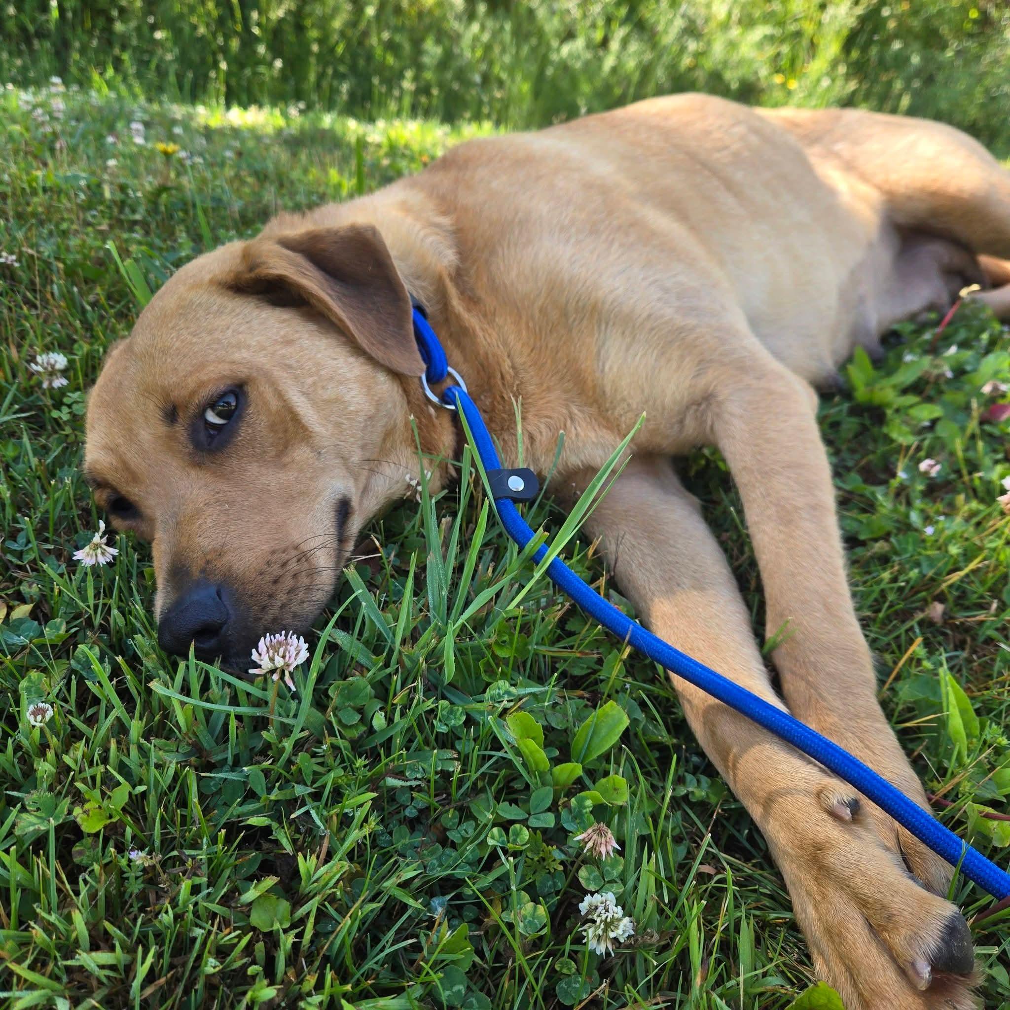 Guava, a ADOPTABLE mixed breed in East Hartland, CT image 5/6