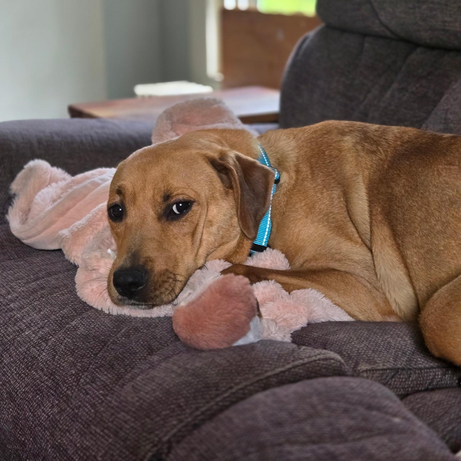 Enlarge Guava, a ADOPTABLE mixed breed in Windsor, CT image 2/6