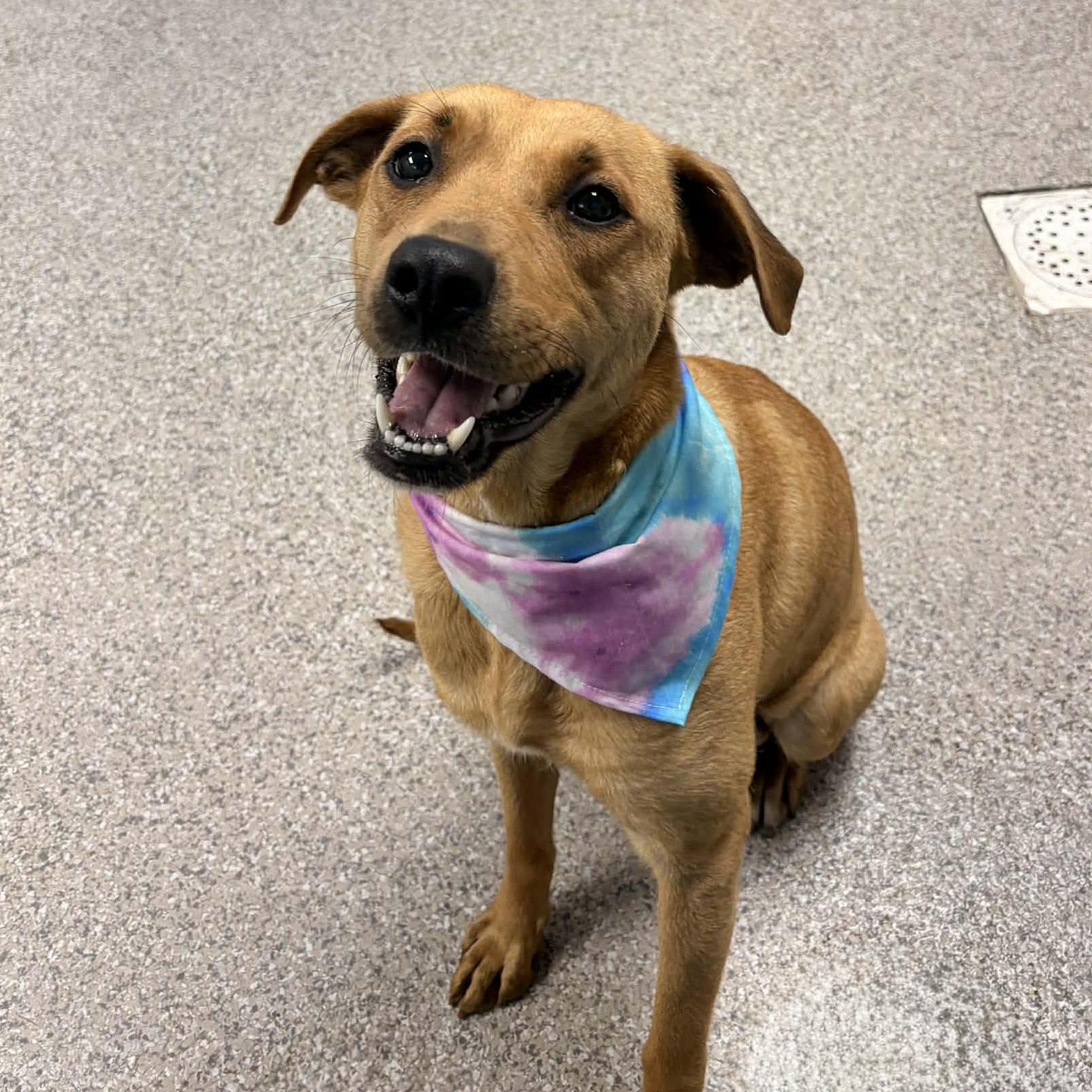 Guava, ADOPTABLE, Young Female Labrador Retriever & Black Mouth Cur.