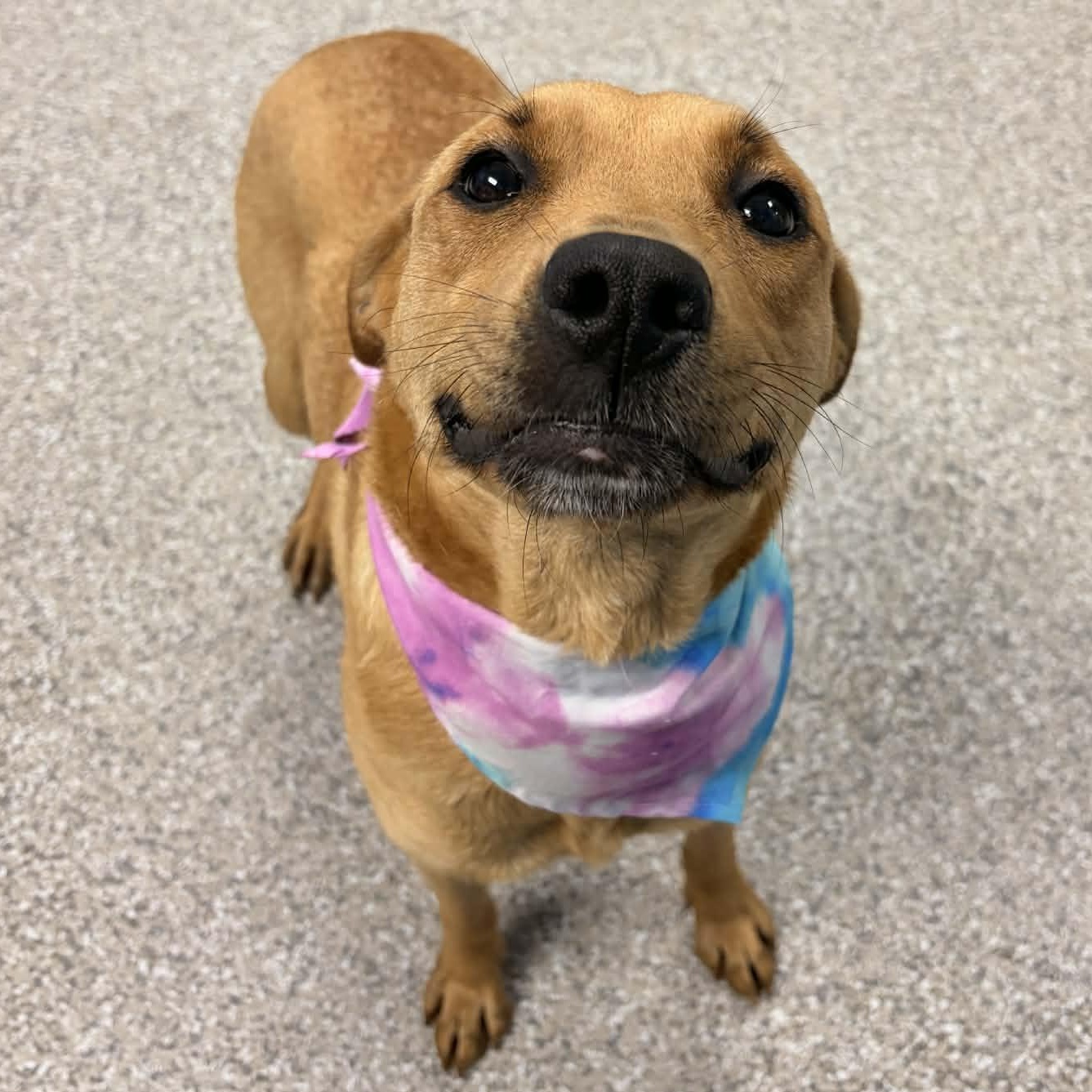 Enlarge Guava, a ADOPTABLE mixed breed in Torrington, CT image 2/5