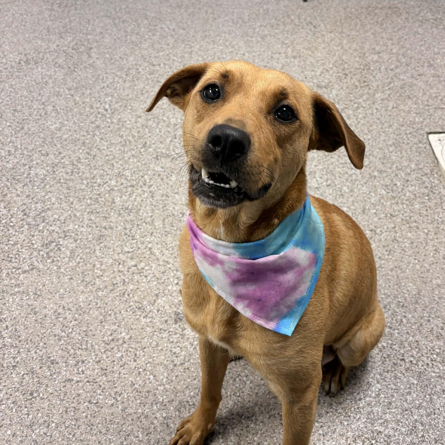 Enlarge Guava, a ADOPTABLE mixed breed in Torrington, CT image 4/5
