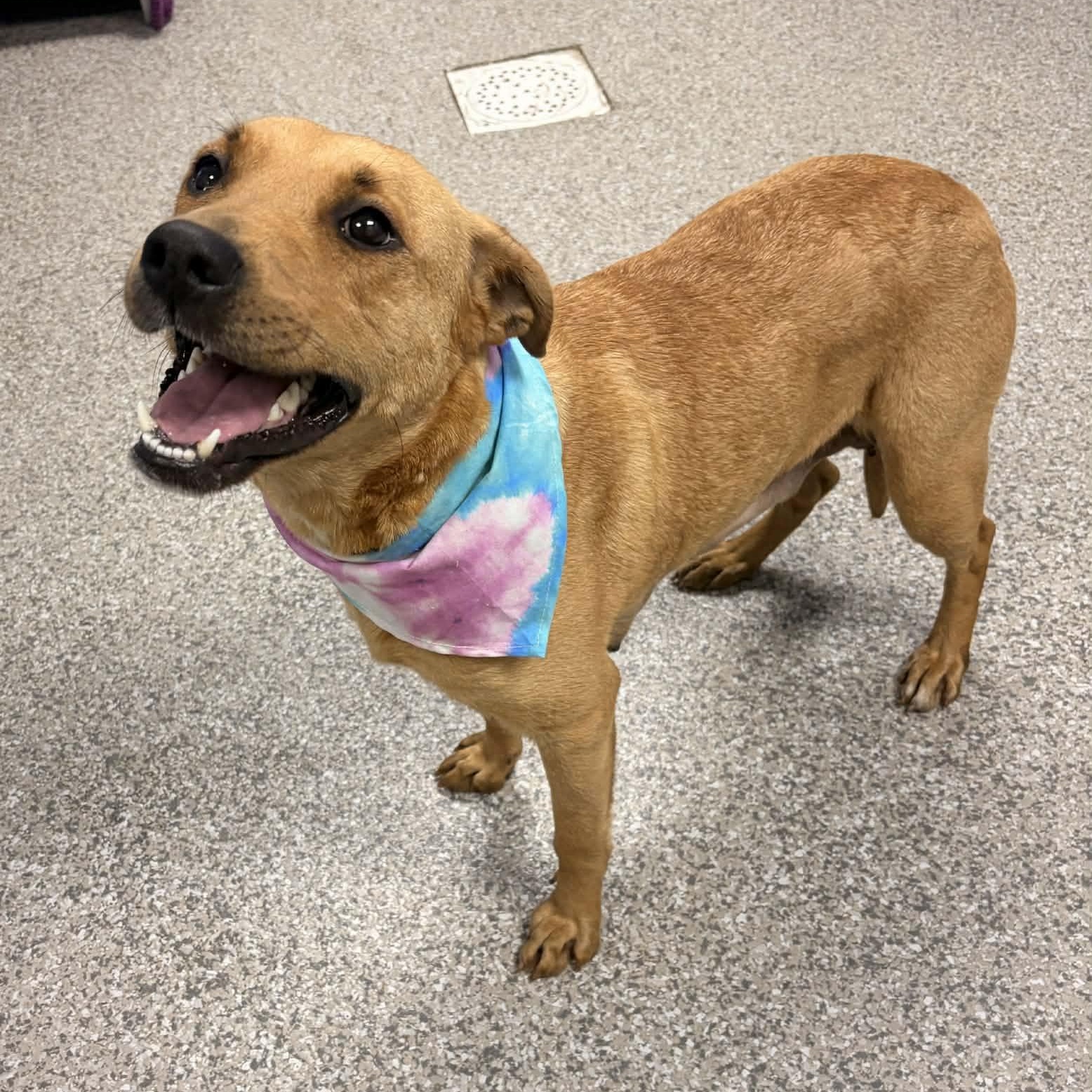 Enlarge Guava, a ADOPTABLE mixed breed in Torrington, CT image 3/5