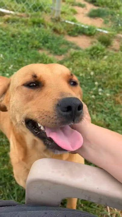 Enlarge Guava, a ADOPTABLE mixed breed in Torrington, CT video 5/5