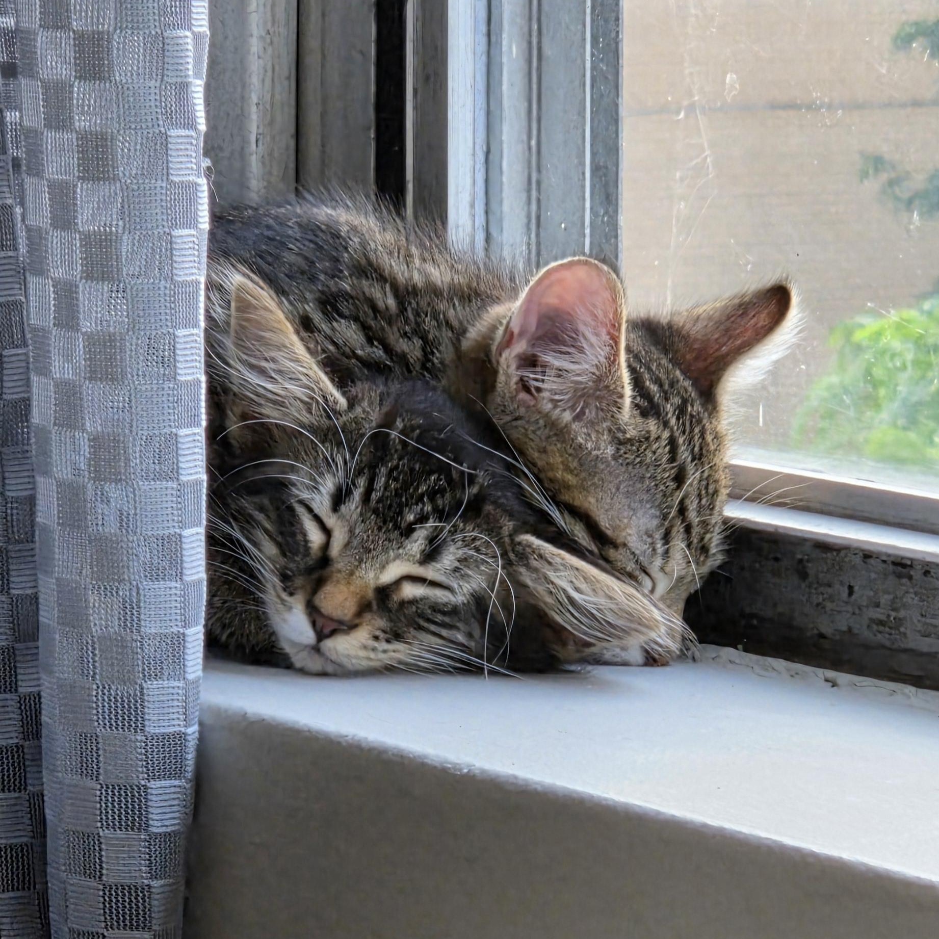 Socks And Beans thumbnail 2
