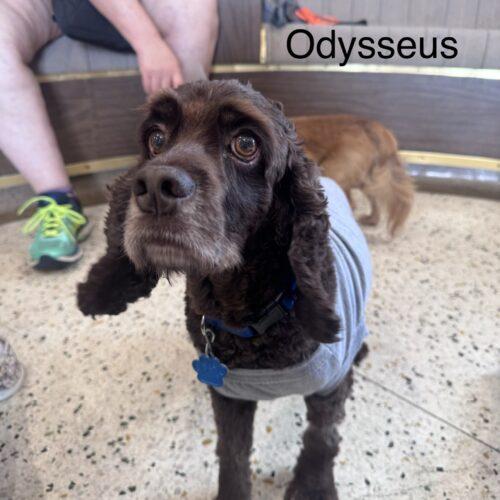 Odysseus, Adoptable, Adult Male Cocker Spaniel.