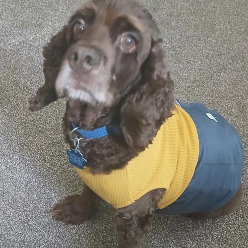 Enlarge Odysseus, a Adoptable Cocker Spaniel in Broken Arrow, OK image 1/3