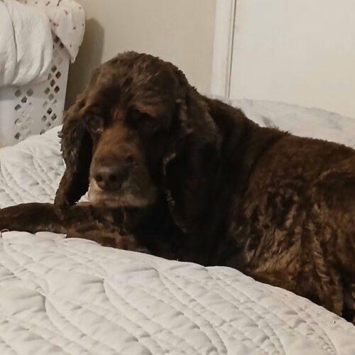 Enlarge Odysseus, a Adoptable Cocker Spaniel in Broken Arrow, OK image 2/3