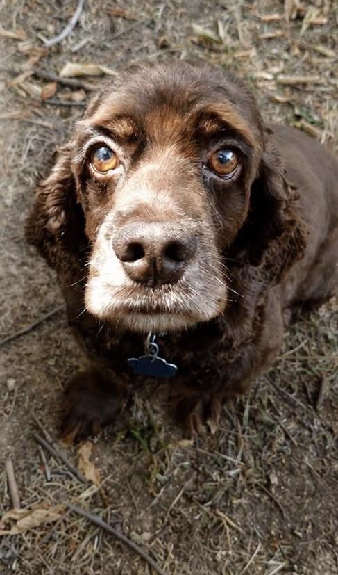 Enlarge Odysseus, a Adoptable Cocker Spaniel in Broken Arrow, OK image 3/3