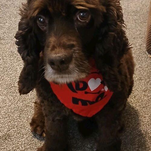 Enlarge Odysseus, a Adoptable Cocker Spaniel in Broken Arrow, OK image 6/6