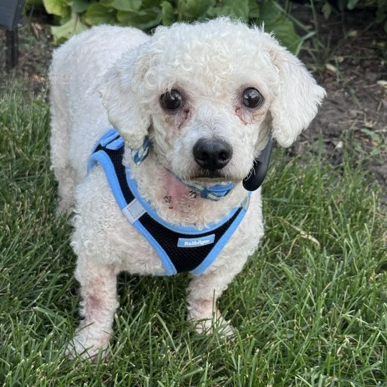 Copper, adoptable, Senior Male Poodle.