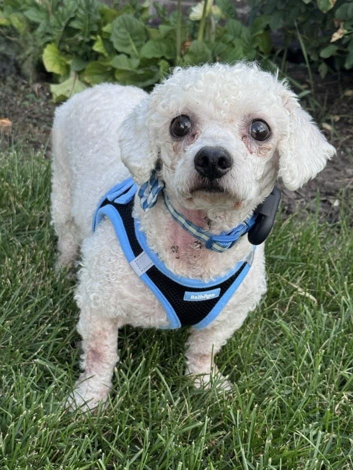 Enlarge Copper, an adoptable Poodle in Itasca, IL image 2/3
