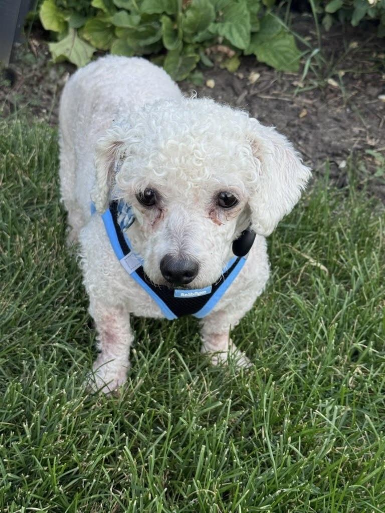 Enlarge Copper, an adoptable Poodle in Itasca, IL image 3/3