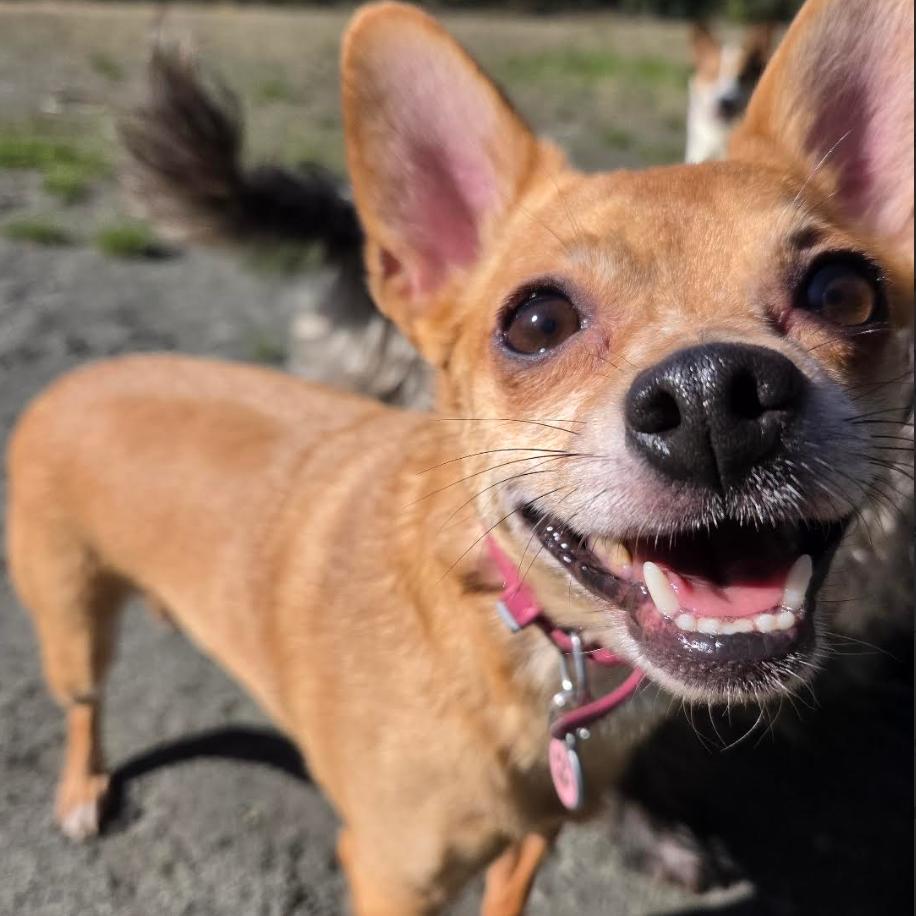 Enlarge Kelly, a Adoptable mixed breed in Redmond, WA image 1/3