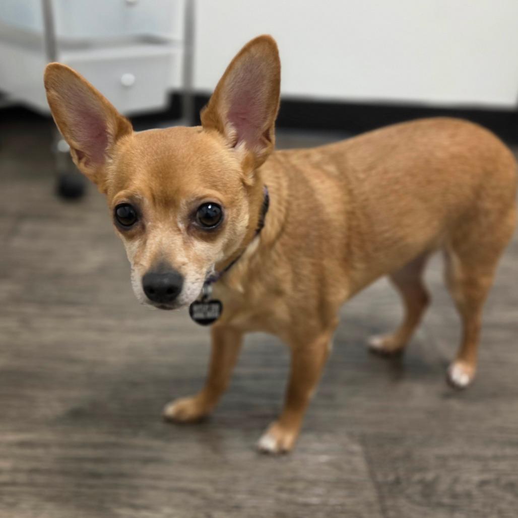Enlarge Kelly, a Adoptable mixed breed in Redmond, WA image 2/3