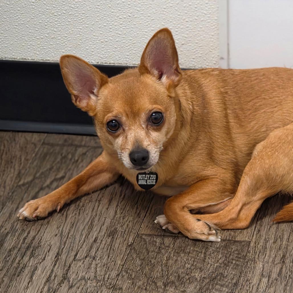 Enlarge Kelly, a Adoptable mixed breed in Redmond, WA image 3/3