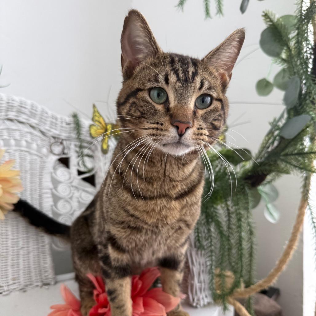 Window Seat 56023, Adoptable, Adult Male Domestic Short Hair.