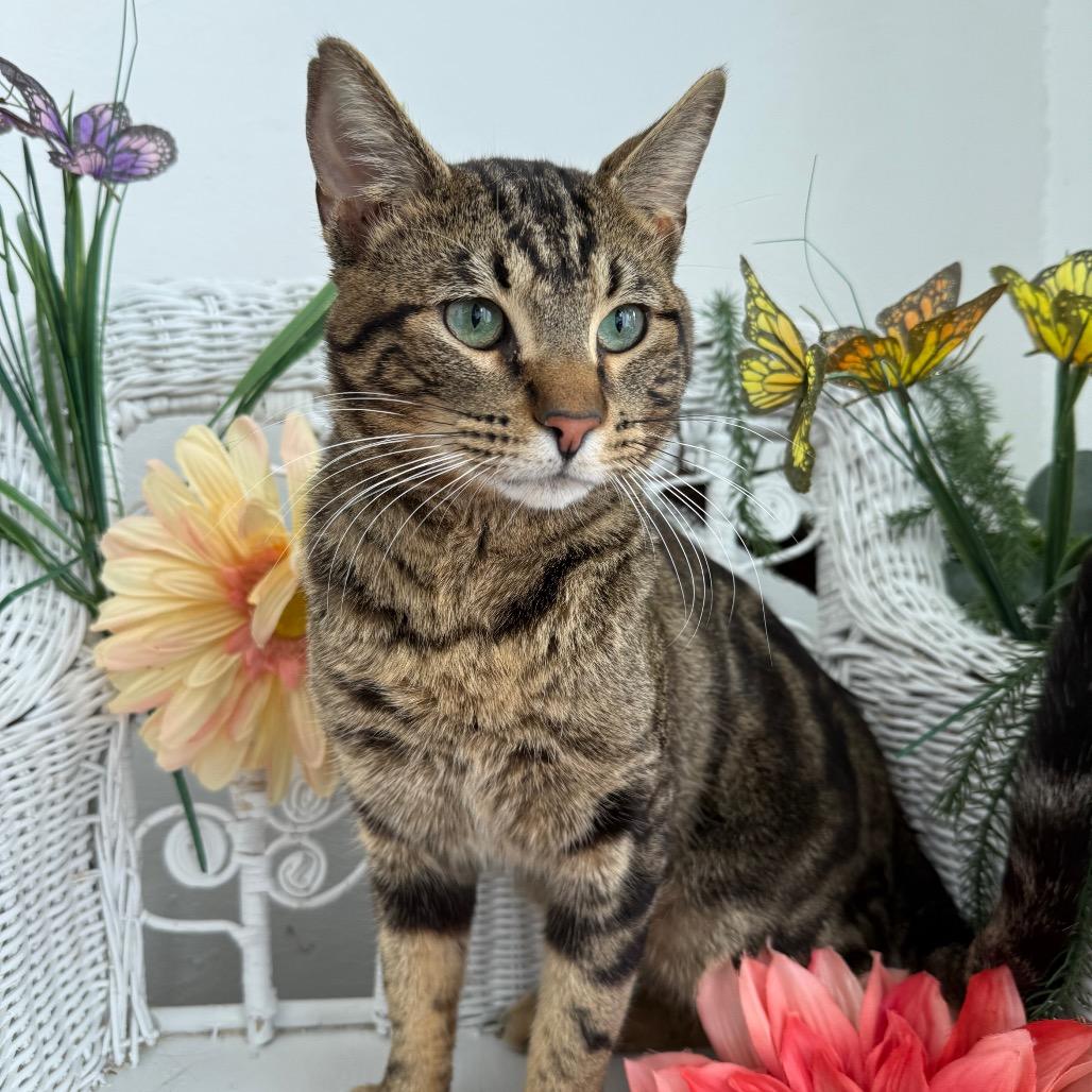 Enlarge Window Seat 56023, a Adoptable Domestic Short Hair in Lansing, MI image 2/6