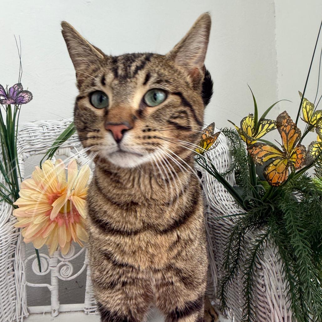 Enlarge Window Seat 56023, a Adoptable Domestic Short Hair in Lansing, MI image 3/6