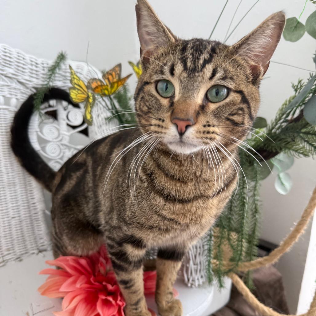 Enlarge Window Seat 56023, a Adoptable Domestic Short Hair in Lansing, MI image 4/6