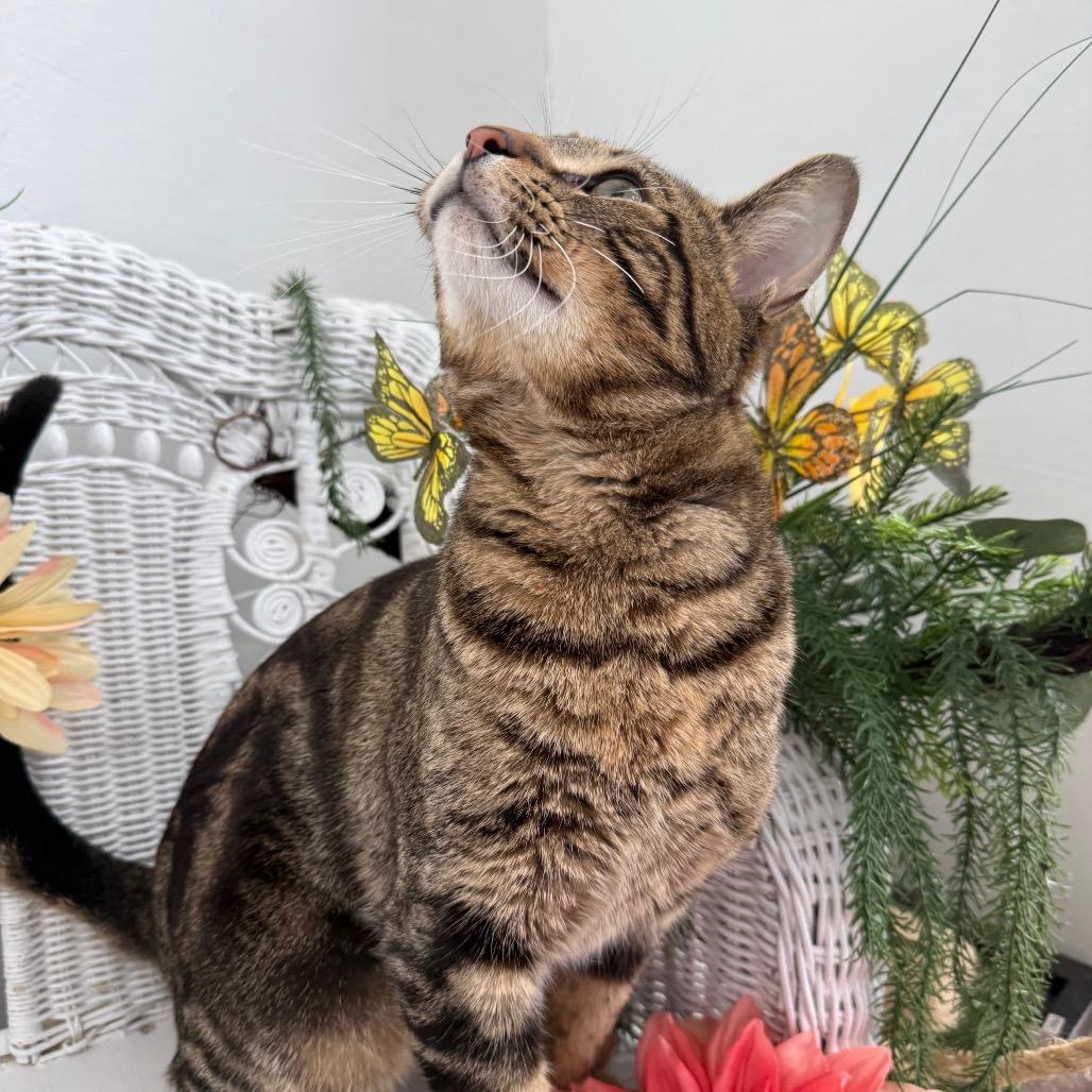 Enlarge Window Seat 56023, a Adoptable Domestic Short Hair in Lansing, MI image 5/6