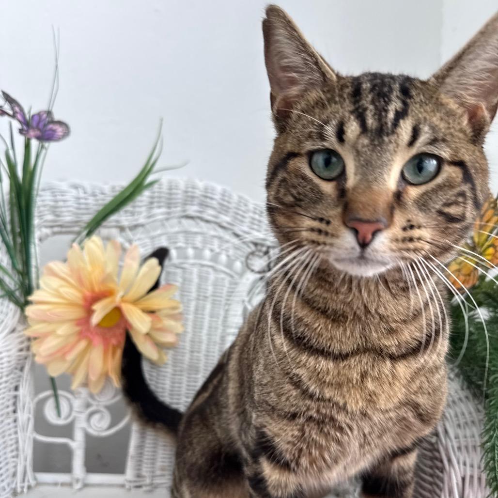 Enlarge Window Seat 56023, a Adoptable Domestic Short Hair in Lansing, MI image 6/6